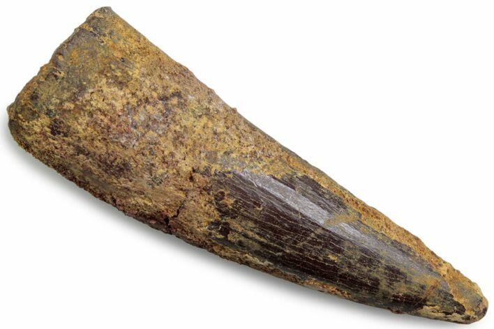 Fossil Spinosaurus Tooth - Real Dinosaur Tooth #383473